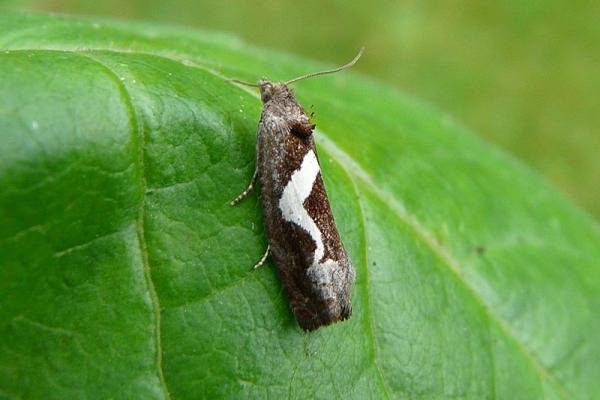 Epiblema foenella, adult. Chester-le-Street, 15-07-2008. Copyright Keith Dover. Epiblema foenella, adult. Chester-le-Street, 15-07-2008. Copyright Keith Dover.