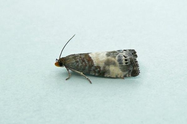 Notocelia cynosbatella, adult. Chester-le-Street, 07-07-2013. Copyright Keith Dover. Notocelia cynosbatella, adult. Chester-le-Street, 07-07-2013. Copyright Keith Dover.