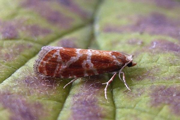 Rhyacionia pinicolana, adult. Chester-le-Street, 19-07-2007. Copyright Keith Dover. Rhyacionia pinicolana, adult. Chester-le-Street, 19-07-2007. Copyright Keith Dover.