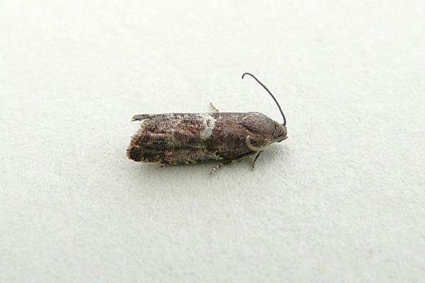 Cydia coniferana, adult. Chester-le-Street, 25-07-2012. Copyright Keith Dover. Cydia coniferana, adult. Chester-le-Street, 25-07-2012. Copyright Keith Dover.