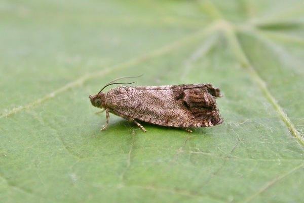 Cydia splendana, adult. Chester-le-Street, 20-08-2015. Copyright Keith Dover. Cydia splendana, adult. Chester-le-Street, 20-08-2015. Copyright Keith Dover.