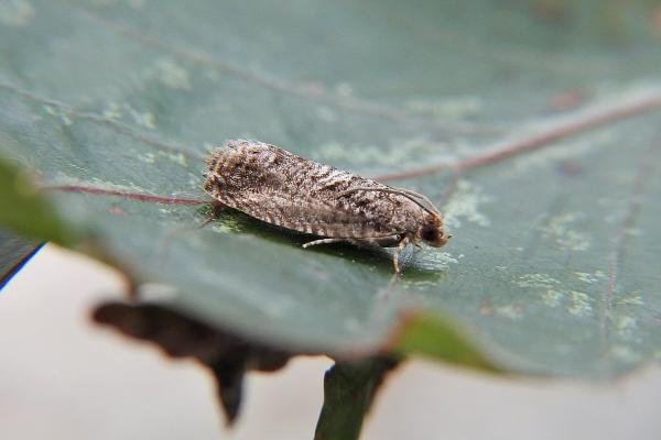 Cydia fagiglandana, adult. Chester-le-Street, 15-06-2017. Copyright Keith Dover. Cydia fagiglandana, adult. Chester-le-Street, 15-06-2017. Copyright Keith Dover.