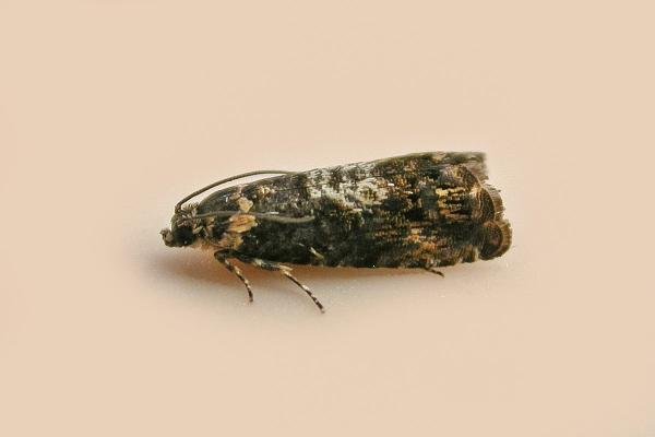 Pammene suspectana, adult. Chester-le-Street. Copyright Keith Dover. Pammene suspectana, adult. Chester-le-Street. Copyright Keith Dover.