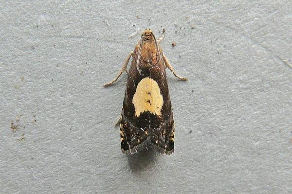 Pammene regiana, adult. Taken outside Durham, 01-07-2009. Copyright Keith Dover. Pammene regiana, adult. Taken outside Durham, 01-07-2009. Copyright Keith Dover.
