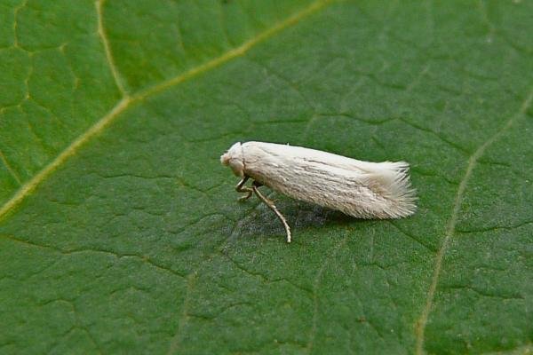 Opostega salaciella, adult. Chester-le-Street, 06-07-2014. Copyright Keith Dover.