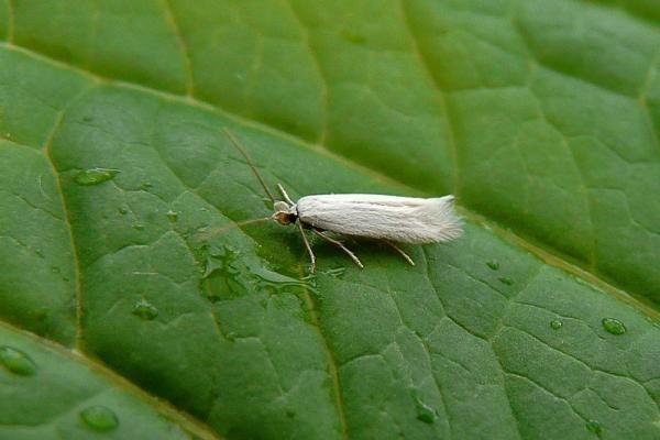 Opostega salaciella, adult. Chester-le-Street, 06-07-2014. Copyright Keith Dover.