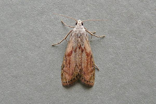 Bee Moth (Aphomia sociella), adult. Chester-le-Street, 28-06-2009. Copyright Keith Dover. Bee Moth (Aphomia sociella), adult. Chester-le-Street, 28-06-2009. Copyright Keith Dover.