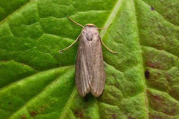 Lesser Wax Moth (Achroia grisella), adult. Chester-le-Street, 16-08-2015. Copyright Keith Dover. Lesser Wax Moth (Achroia grisella), adult. Chester-le-Street, 16-08-2015. Copyright Keith Dover.