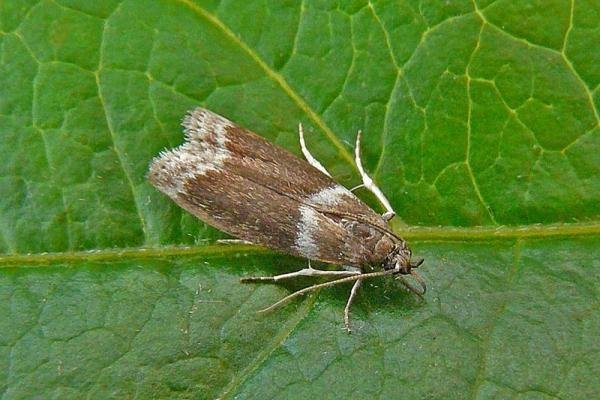 Cryptoblabes bistriga, adult. Taken outside Durham, 06-07-2011. Copyright Keith Dover. Cryptoblabes bistriga, adult. Taken outside Durham, 06-07-2011. Copyright Keith Dover.