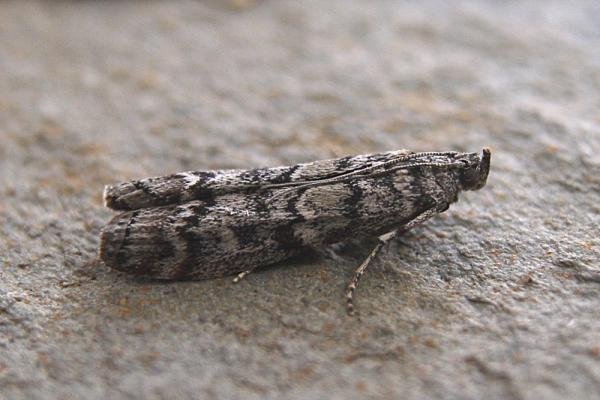 Dioryctria abietella, adult. Chester-le-Street, 06-08-2007. Copyright Keith Dover. Dioryctria abietella, adult. Chester-le-Street, 06-08-2007. Copyright Keith Dover.