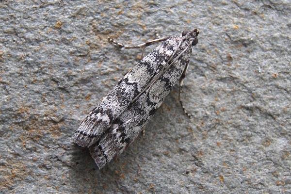 Dioryctria abietella, adult. Chester-le-Street, 06-08-2007. Copyright Keith Dover.