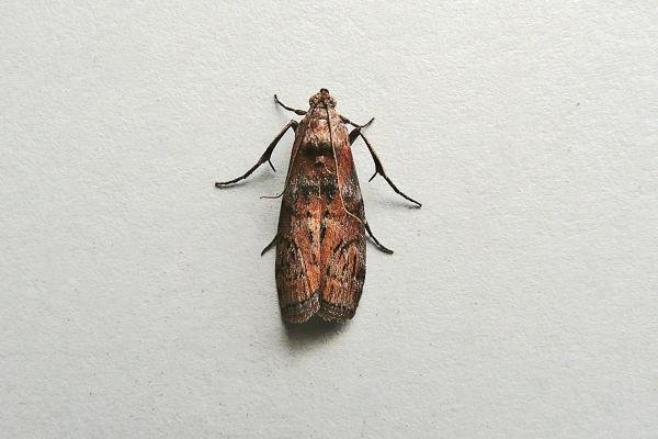 Phycita roborella, adult. Chester-le-Street, 30-06-2011. Copyright Keith Dover.