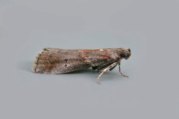 Acrobasis suavella, adult. Copyright Keith Dover. Acrobasis suavella, adult. Copyright Keith Dover.