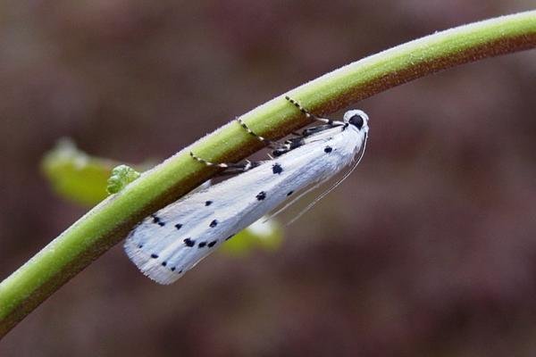 Thistle Ermine (Myelois circumvoluta), adult. Taken outside Durham, 04-07-2004. Copyright Keith Dover. Thistle Ermine (Myelois circumvoluta), adult. Taken outside Durham, 04-07-2004. Copyright Keith Dover.