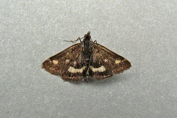 Pyrausta aurata, adult. Taken outside Durham, 03-06-2009. Copyright Keith Dover. Pyrausta aurata, adult. Taken outside Durham, 03-06-2009. Copyright Keith Dover.