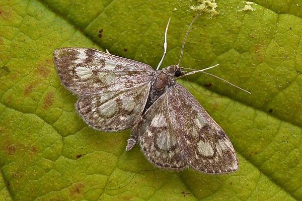 Anania coronata, adult. Chester-le-Street, 14-07-2007. Copyright Keith Dover. Anania coronata, adult. Chester-le-Street, 14-07-2007. Copyright Keith Dover.