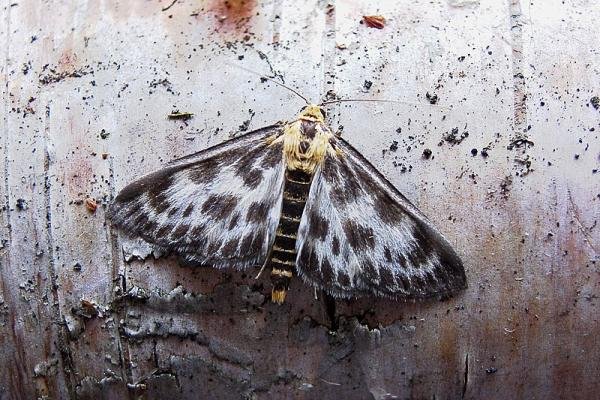 Small Magpie (Anania hortulata), adult. Taken outside Durham, 08-07-2005. Copyright Keith Dover. Small Magpie (Anania hortulata), adult. Taken outside Durham, 08-07-2005. Copyright Keith Dover.
