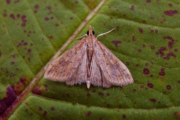 Rusty-dot Pearl (Udea ferrugalis), adult. Chester-le-Street, 28-09-2006. Copyright Keith Dover. Rusty-dot Pearl (Udea ferrugalis), adult. Chester-le-Street, 28-09-2006. Copyright Keith Dover.