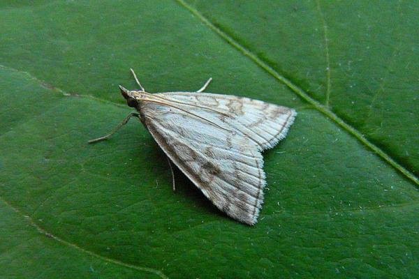 Udea lutealis, adult. Framwellgate Moor, 17-08-2009. Copyright Keith Dover. Udea lutealis, adult. Framwellgate Moor, 17-08-2009. Copyright Keith Dover.