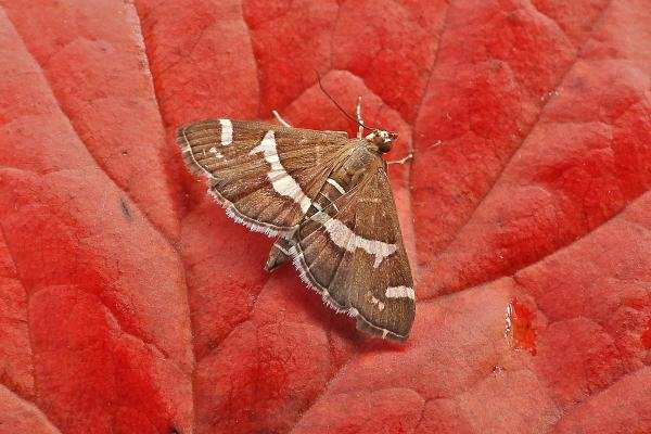 Spoladea recurvalis, adult. Chester-le-Street, 07-10-2023. Copyright Keith Dover. Spoladea recurvalis, adult. Chester-le-Street, 07-10-2023. Copyright Keith Dover.