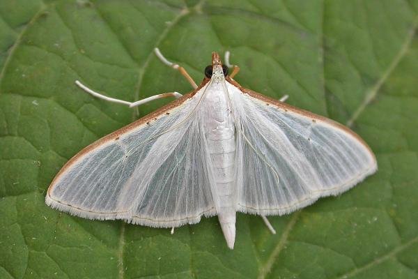 Palpita vitrealis, adult. Chester-le-Street, 09-08-2015. Copyright Keith Dover. Palpita vitrealis, adult. Chester-le-Street, 09-08-2015. Copyright Keith Dover.
