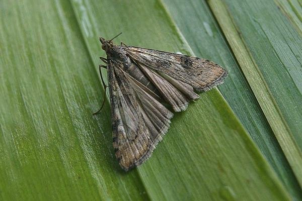 Rush Veneer (Nomophila noctuella), adult. Taken outside Durham, 18-08-2006. Copyright Keith Dover. Rush Veneer (Nomophila noctuella), adult. Taken outside Durham, 18-08-2006. Copyright Keith Dover.