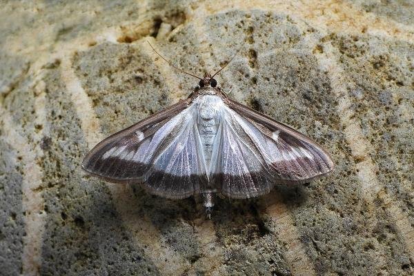 Box-tree Moth (Cydalima perspectalis), adult. Chester-le-Street, 11-08-2020. Copyright Keith Dover. Box-tree Moth (Cydalima perspectalis), adult. Chester-le-Street, 11-08-2020. Copyright Keith Dover.