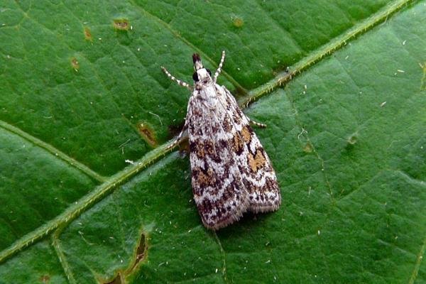 Scoparia pyralella, adult. Taken outside Durham, 18-07-2008. Copyright Keith Dover. Scoparia pyralella, adult. Taken outside Durham, 18-07-2008. Copyright Keith Dover.