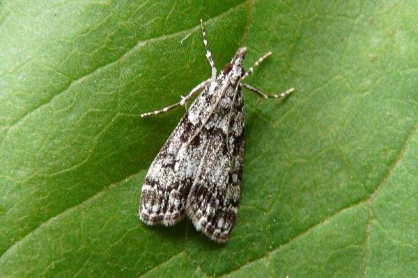 Eudonia lacustrata, adult. Chester-le-Street, 06-06-2008. Copyright Keith Dover. Eudonia lacustrata, adult. Chester-le-Street, 06-06-2008. Copyright Keith Dover.