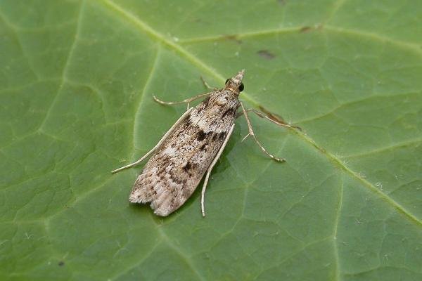 Eudonia angustea, adult. Chester-le-Street, 12-09-2015. Copyright Keith Dover. Eudonia angustea, adult. Chester-le-Street, 12-09-2015. Copyright Keith Dover.