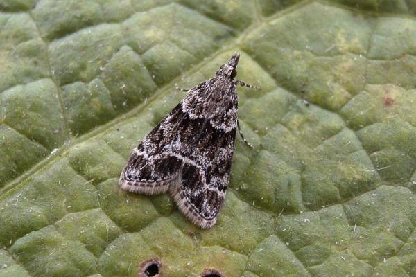 Eudonia mercurella, adult. Taken outside Durham, 04-07-2007. Copyright Keith Dover. Eudonia mercurella, adult. Taken outside Durham, 04-07-2007. Copyright Keith Dover.