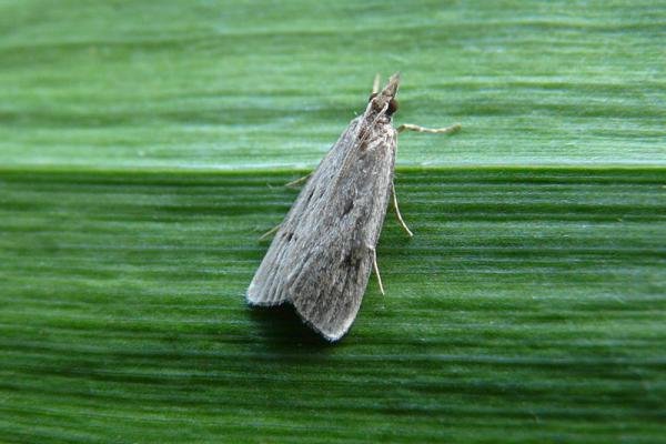 Eudonia pallida, adult. Greatham Creek, 03-08-2013. Copyright Keith Dover. Eudonia pallida, adult. Greatham Creek, 03-08-2013. Copyright Keith Dover.