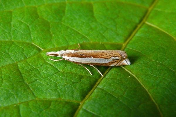 Crambus pascuella, adult. Chester-le-Street, 05-07-2014. Copyright Keith Dover. Crambus pascuella, adult. Chester-le-Street, 05-07-2014. Copyright Keith Dover.