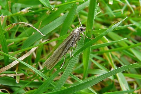 Crambus perlella, adult. Taken outside Durham, 31-07-2009. Copyright Keith Dover.