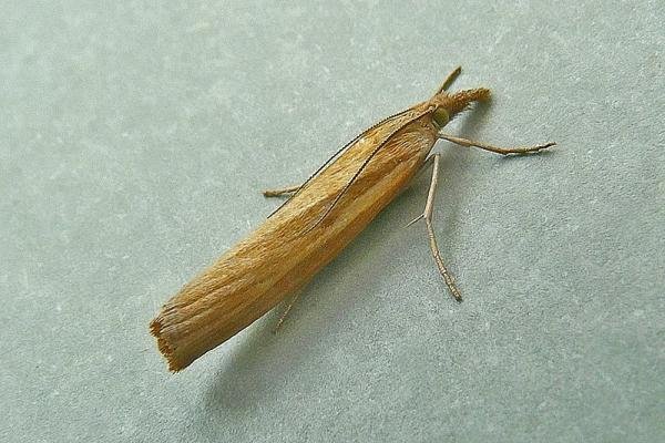 Agriphila tristella, adult. Chester-le-Street, 18-08-2010. Copyright Keith Dover. Agriphila tristella, adult. Chester-le-Street, 18-08-2010. Copyright Keith Dover.
