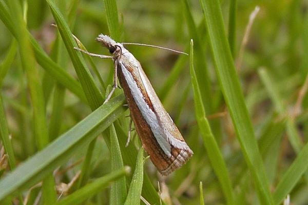 Catoptria margaritella, adult. Taken outside Durham, 01-08-2007. Copyright Keith Dover. Catoptria margaritella, adult. Taken outside Durham, 01-08-2007. Copyright Keith Dover.