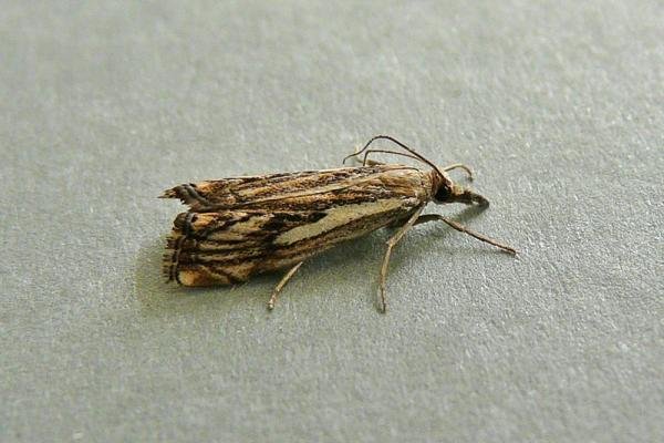 Catoptria falsella, adult. Chester-le-Street, 18-07-2009. Copyright Keith Dover. Catoptria falsella, adult. Chester-le-Street, 18-07-2009. Copyright Keith Dover.