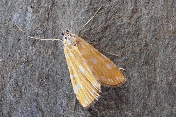 Brown China-mark (Elophila nymphaeata), adult. Chester-le-Street, 05-07-2007. Copyright Keith Dover. Brown China-mark (Elophila nymphaeata), adult. Chester-le-Street, 05-07-2007. Copyright Keith Dover.
