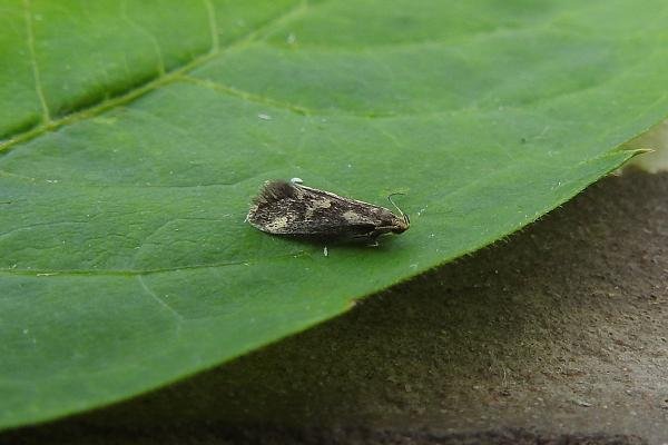 Denisia similella, adult. Chester-le-Street, 12-06-2016. Copyright Keith Dover. Denisia similella, adult. Chester-le-Street, 12-06-2016. Copyright Keith Dover.