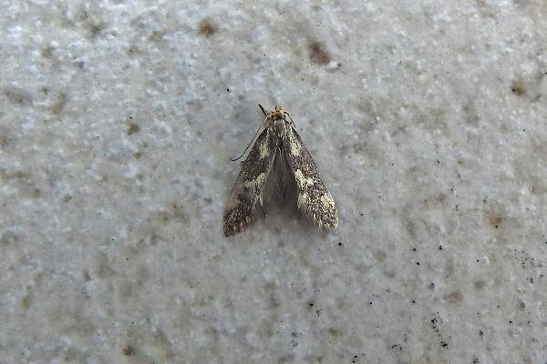 Denisia similella, adult. Chester-le-Street, 12-06-2016. Copyright Keith Dover. Denisia similella, adult. Chester-le-Street, 12-06-2016. Copyright Keith Dover.