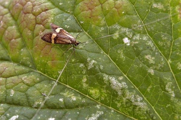 Nemophora degeerella, adult. Taken outside Durham, 19-06-2007. Copyright Keith Dover.