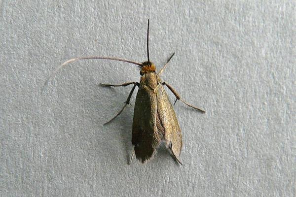 Cauchas rufimitrella, adult. Taken outside Durham, 21-05-2009. Copyright Keith Dover. Cauchas rufimitrella, adult. Taken outside Durham, 21-05-2009. Copyright Keith Dover.