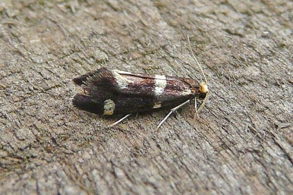 Incurvaria praelatella, adult. Chester-le-Street, 16-06-2008. Copyright Keith Dover.