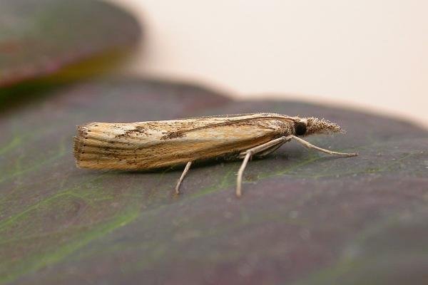 Agriphila inquinatella, adult. Taken outside Durham. Copyright Keith Dover. Agriphila inquinatella, adult. Taken outside Durham. Copyright Keith Dover.