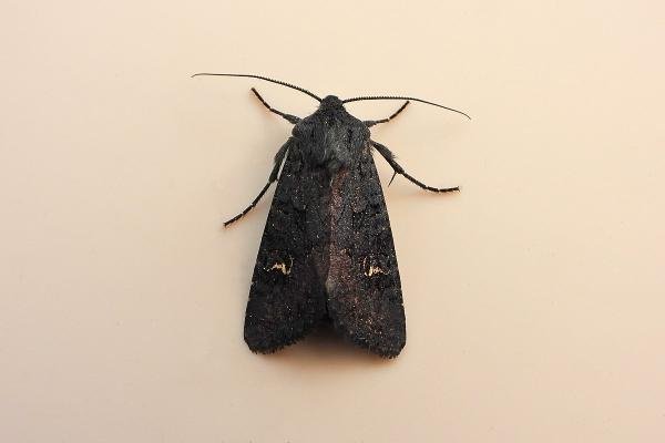Black Rustic (Aporophyla nigra), adult. Knitsley Fell, 25-08-2021. Copyright Keith Dover. Black Rustic (Aporophyla nigra), adult. Knitsley Fell, 25-08-2021. Copyright Keith Dover.