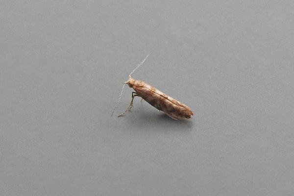 Cypress Tip Moth (Argyresthia cupressella), adult. Chester-le-Street, 02-07-2018. Copyright Keith Dover. Cypress Tip Moth (Argyresthia cupressella), adult. Chester-le-Street, 02-07-2018. Copyright Keith Dover.