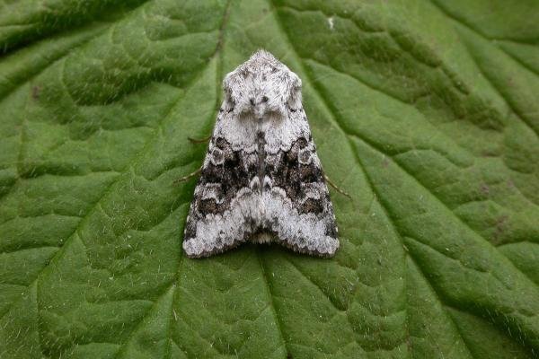 Broad-barred White (Hecatera bicolorata), adult. Chester-le-Street, 20-06-2015. Copyright Keith Dover.