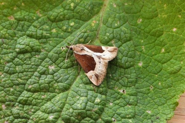 Beautiful Snout (Hypena crassalis), adult. West Moor Plantation, 24-06-2020. Copyright Keith Dover. Beautiful Snout (Hypena crassalis), adult. West Moor Plantation, 24-06-2020. Copyright Keith Dover.