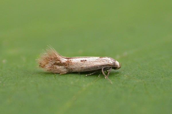Elachista utonella, adult. Chester-le-Street, 01-07-2025. Copyright Keith Dover.