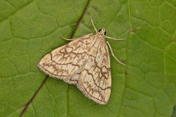 Evergestis pallidata, adult. Chester-le-Street, 25-07-2025. Copyright Keith Dover. Evergestis pallidata, adult. Chester-le-Street, 25-07-2025. Copyright Keith Dover.